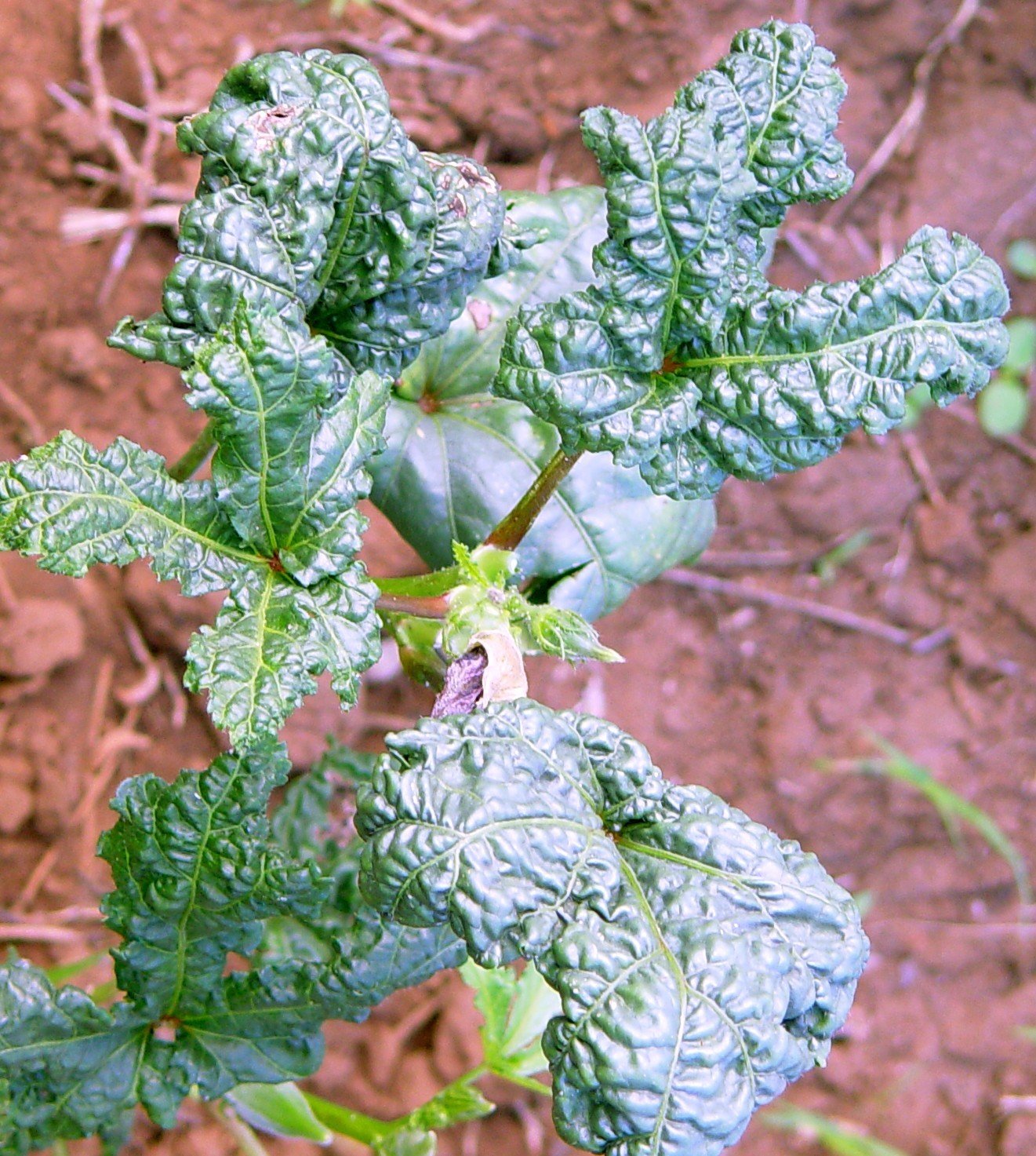 Okra Biovision Home.